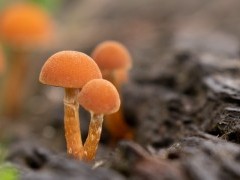 Fungi in the New Forest.