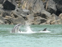 Bottlenose dolphin in Cardigan Bay, Wales.