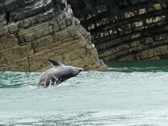 Bottlenose dolphin in Cardigan Bay, Wales.