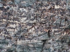 Nesting guillemots on the Welsh Coast