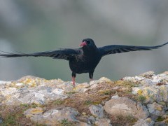 Chough