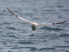 Gannet