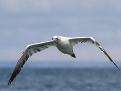 Gannet
