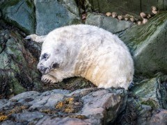 Grey seal pup