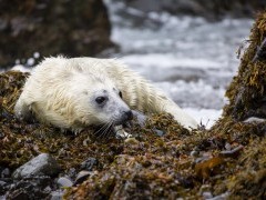 Grey seal pup
