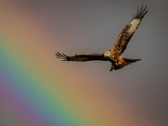 Red kite in Wales.