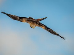 Red kite in Wales.