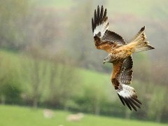 Red kite in Wales.