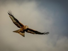 Red kite in Wales.