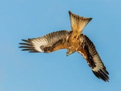 Red kite in Wales.