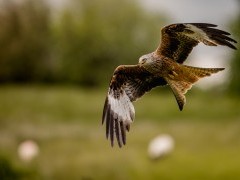 Red kite in Wales.
