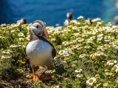 Atlantic puffin