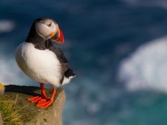 Atlantic puffin