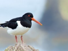 Oystercatcher
