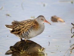 Water rail in the UK