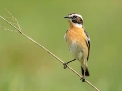 Whinchat in Devon