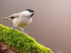Willow tit in Devon