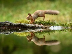 Red squirrel in the Yorkshire Dales.
