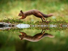 Red squirrel in the Yorkshire Dales.