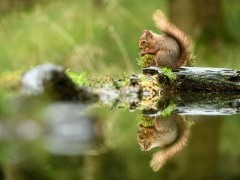 Red squirrel in the Yorkshire Dales.