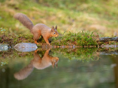 Red squirrel in the Yorkshire Dales.