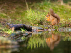 Red squirrel in the Yorkshire Dales.