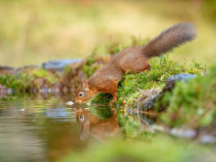 Red squirrel in the Yorkshire Dales.