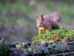 Red squirrel in the Yorkshire Dales.