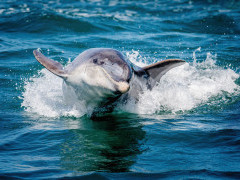 Bottlenose dolphin in Wales.