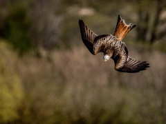 Red kite in Wales.