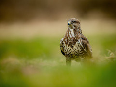 Red kite in Wales.