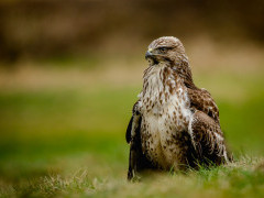 Red kite in Wales.