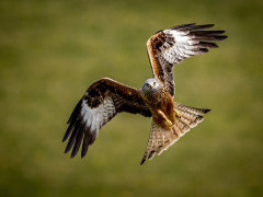 Red kite in Wales.