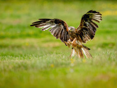 Red kite in Wales.