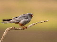 Red-footed falcon