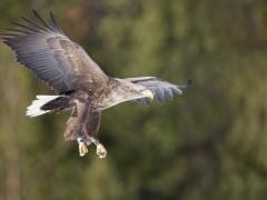 White-tailed eagle