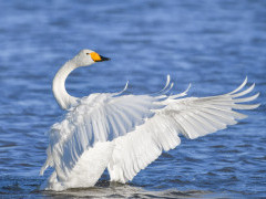 Whooper swan in Scotland