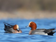 Wigeon