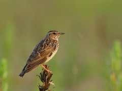 Woodlark