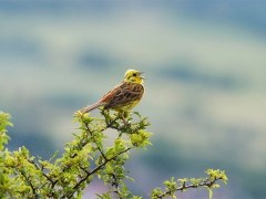 Yellowhammer