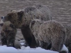 Snapshot of video