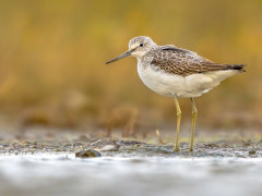 Greenshank