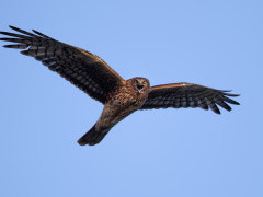 Hen harrier
