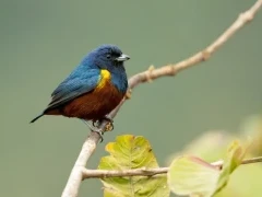 Chestnut-bellied euphonia in Argentina