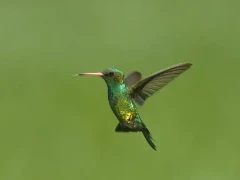 Glittering-bellied emerald in Argentina