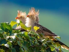 Guira cuckoo in Argentina