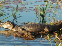 Caiman in Ibera Wetlands, Argentina