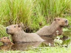 Capybara in Ibera Wetlands, Argentina