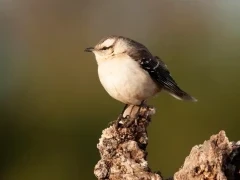 Chalk-browed mockingbird in Ibera Wetlands, Argentina
