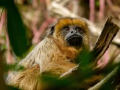 Caraya howler monkey in Ibera Wetlands, Argentina
